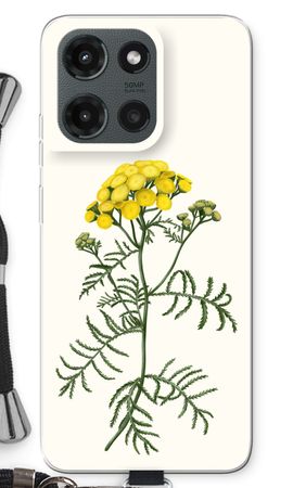 Tansy