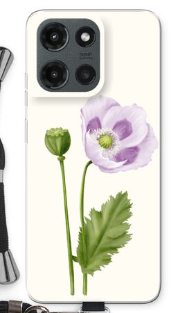 Purple poppy
