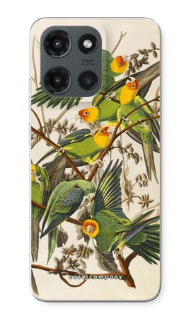 Carolina Parrot