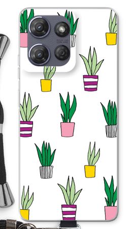 Sanseveria