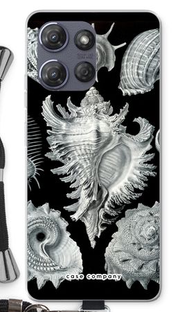 Haeckel Prosobranchia