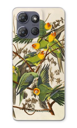 Carolina Parrot