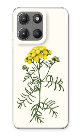 Tansy