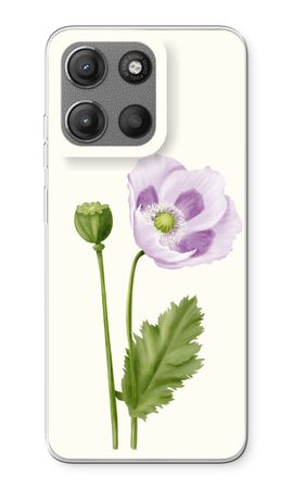 Purple poppy