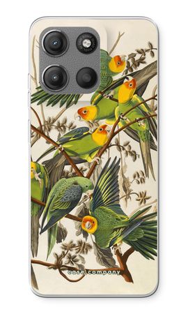 Carolina Parrot