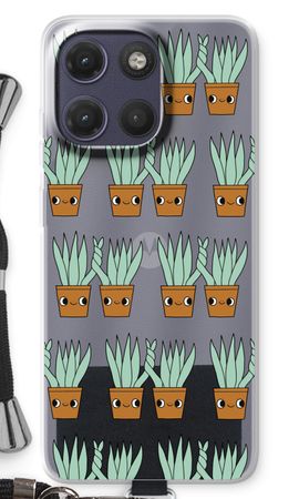 Sansevieria