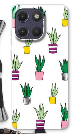 Sanseveria