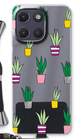 Sanseveria