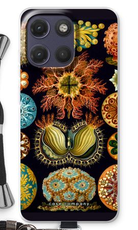 Haeckel Ascidiae
