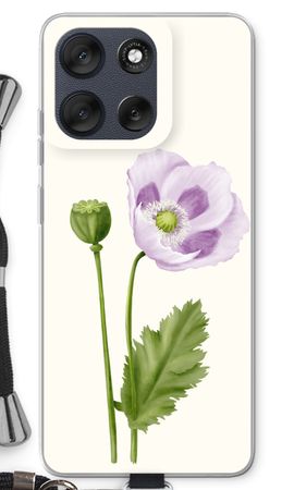 Purple poppy