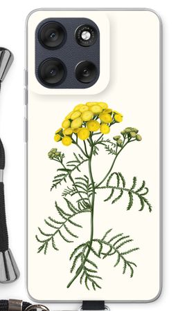 Tansy