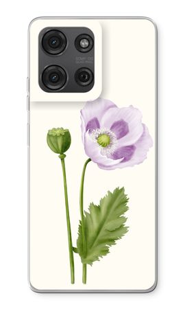 Purple poppy