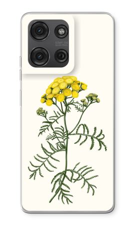 Tansy