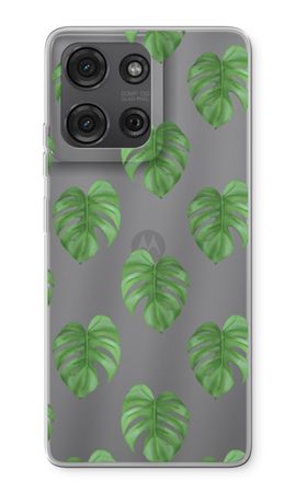 Monstera leaves