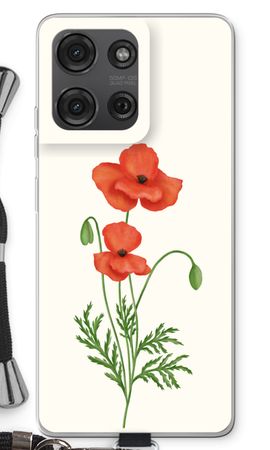 Red poppy