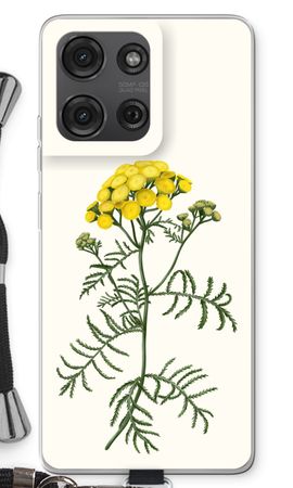 Tansy