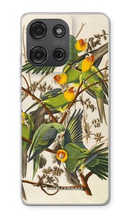 Carolina Parrot