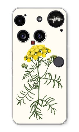 Tansy