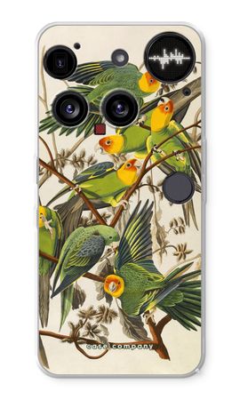 Carolina Parrot