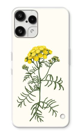 Tansy
