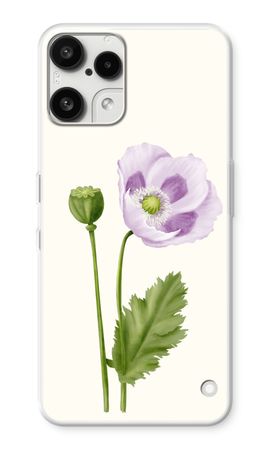 Purple poppy