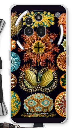 Haeckel Ascidiae