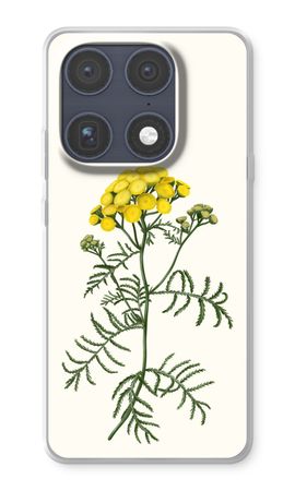 Tansy