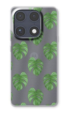 Monstera leaves