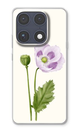 Purple poppy