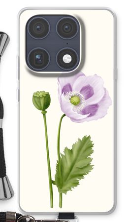 Purple poppy