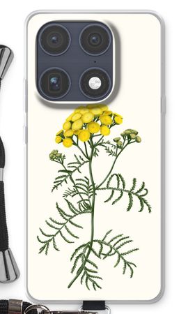 Tansy