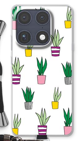 Sanseveria
