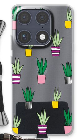 Sanseveria