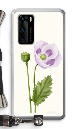 Purple poppy