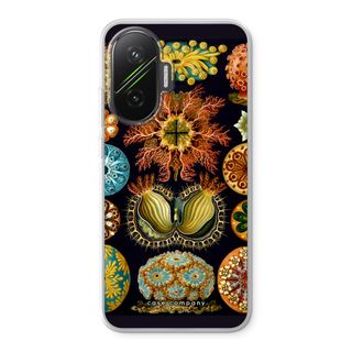 Haeckel Ascidiae
