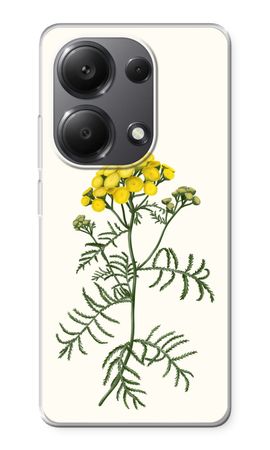 Tansy