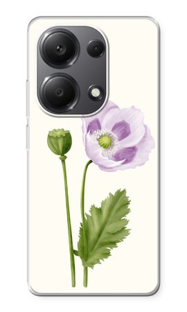 Purple poppy