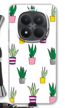 Sanseveria