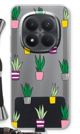 Sanseveria