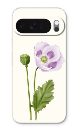 Purple poppy