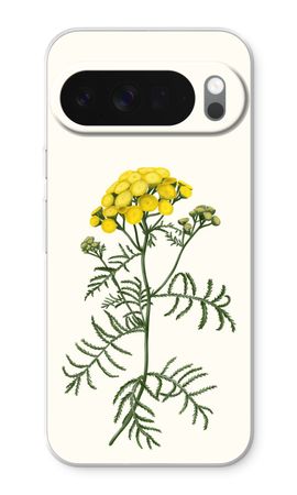Tansy