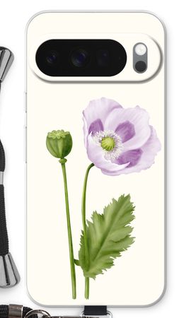 Purple poppy