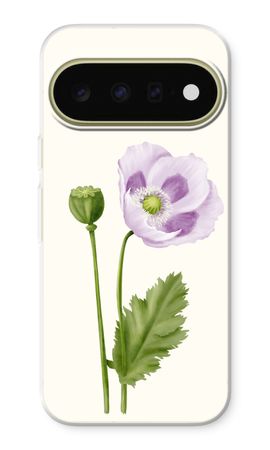 Purple poppy