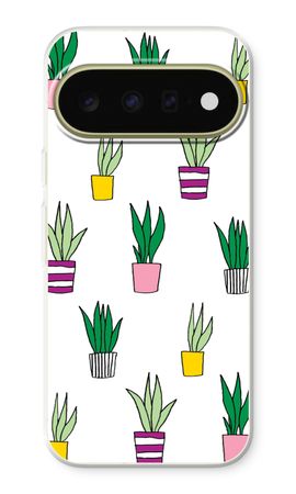 Sanseveria