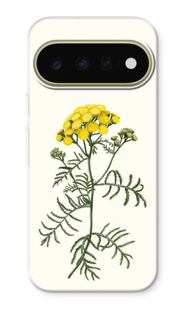 Tansy