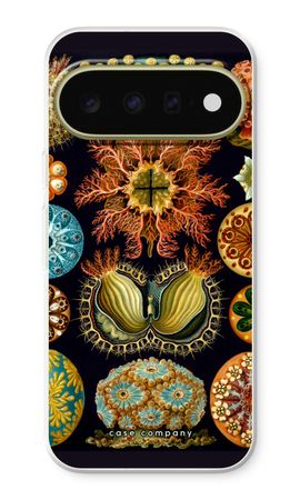 Haeckel Ascidiae