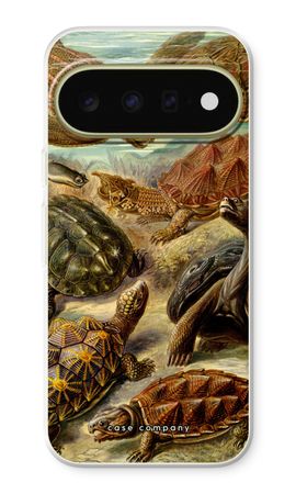 Haeckel Chelonia