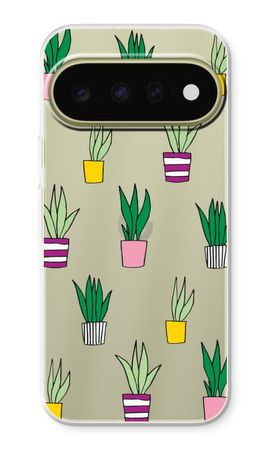 Sanseveria