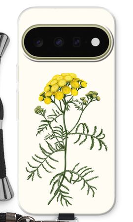 Tansy
