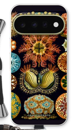 Haeckel Ascidiae